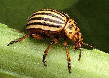 Le doryphore (Leptinotarsa decemlineata) est un coléoptère facilement reconnaissable à sa robe striée jaune et noire, originaire du Sud de l’Amérique du Nord