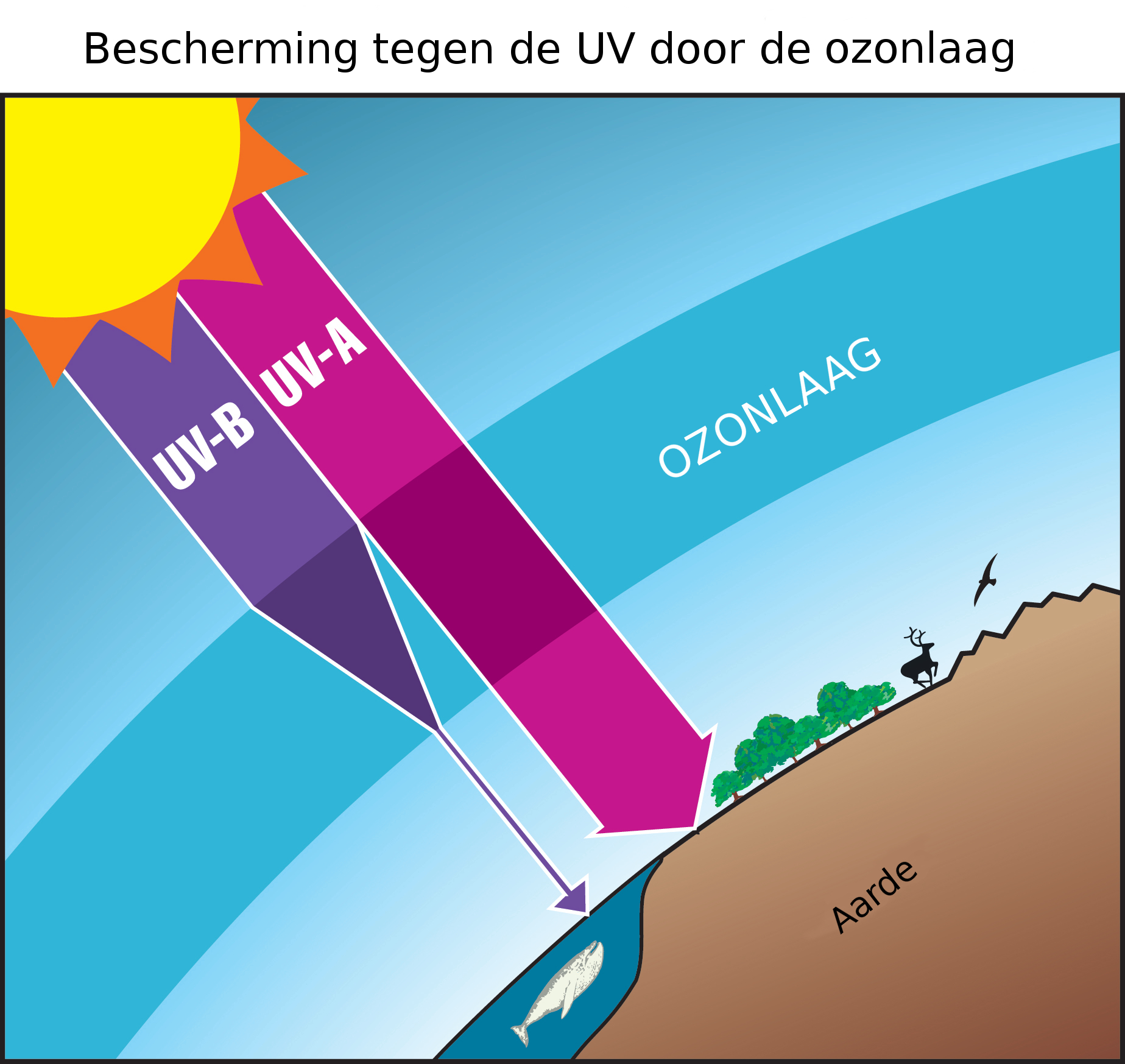 De uv B-stralen van de zon worden deels geabsorbeerd door de ozonlaag, terwijl de uv A-stralen bijna volledig worden doorgelaten.